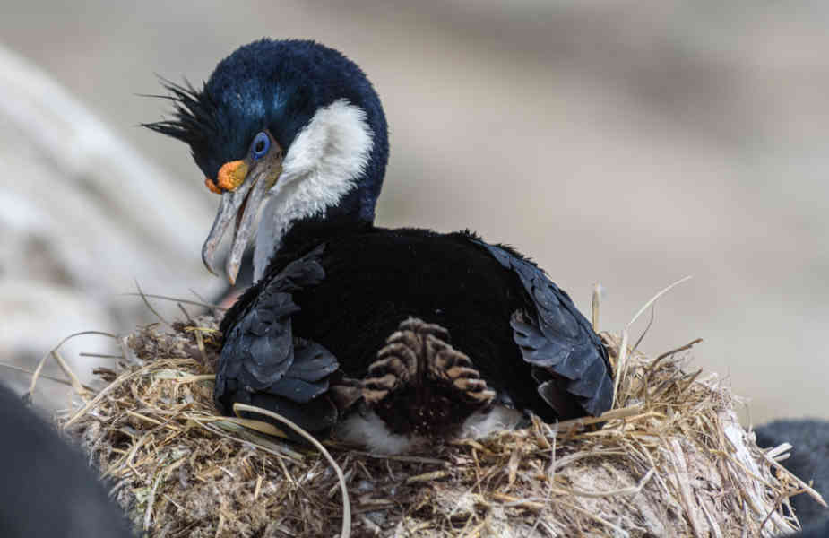 Cormoran Real - islas Falkand o Malvinas 02.jpg